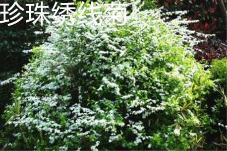 珍珠绣线菊植株