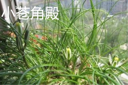 小苍角殿叶片