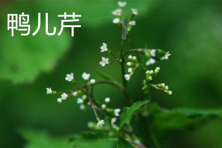 鸭儿芹