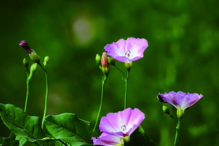 牵牛花